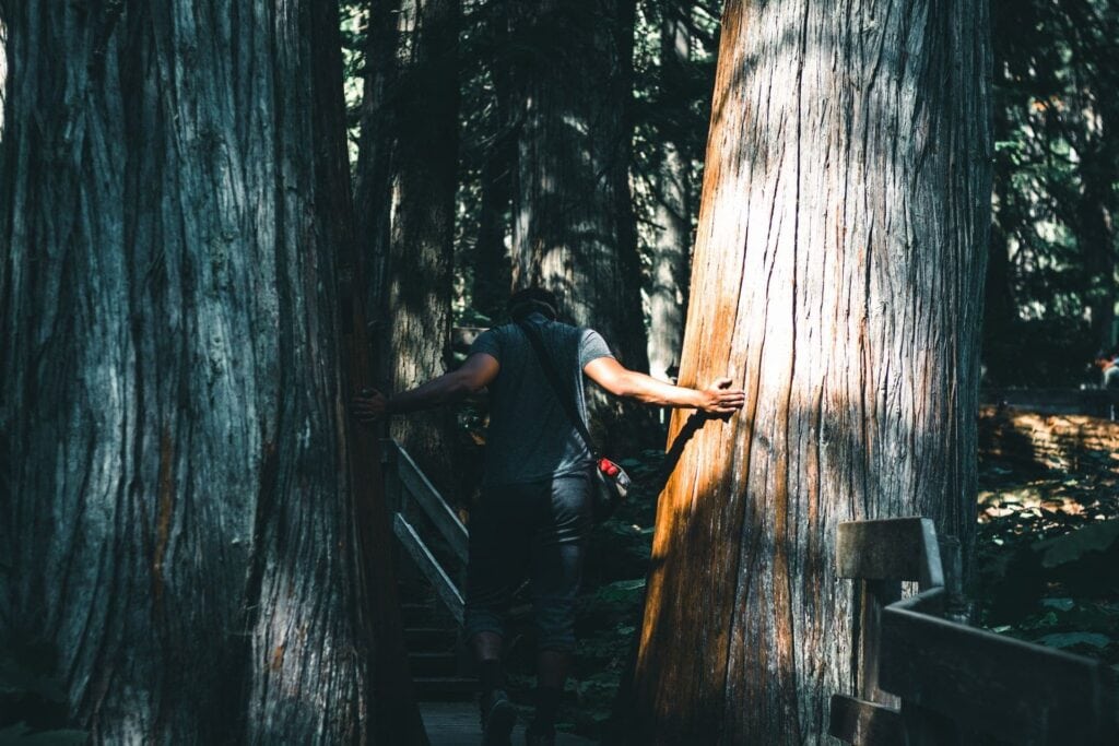 Reconecta con la naturaleza en ti viaje a EE.UU. a Redwood Park