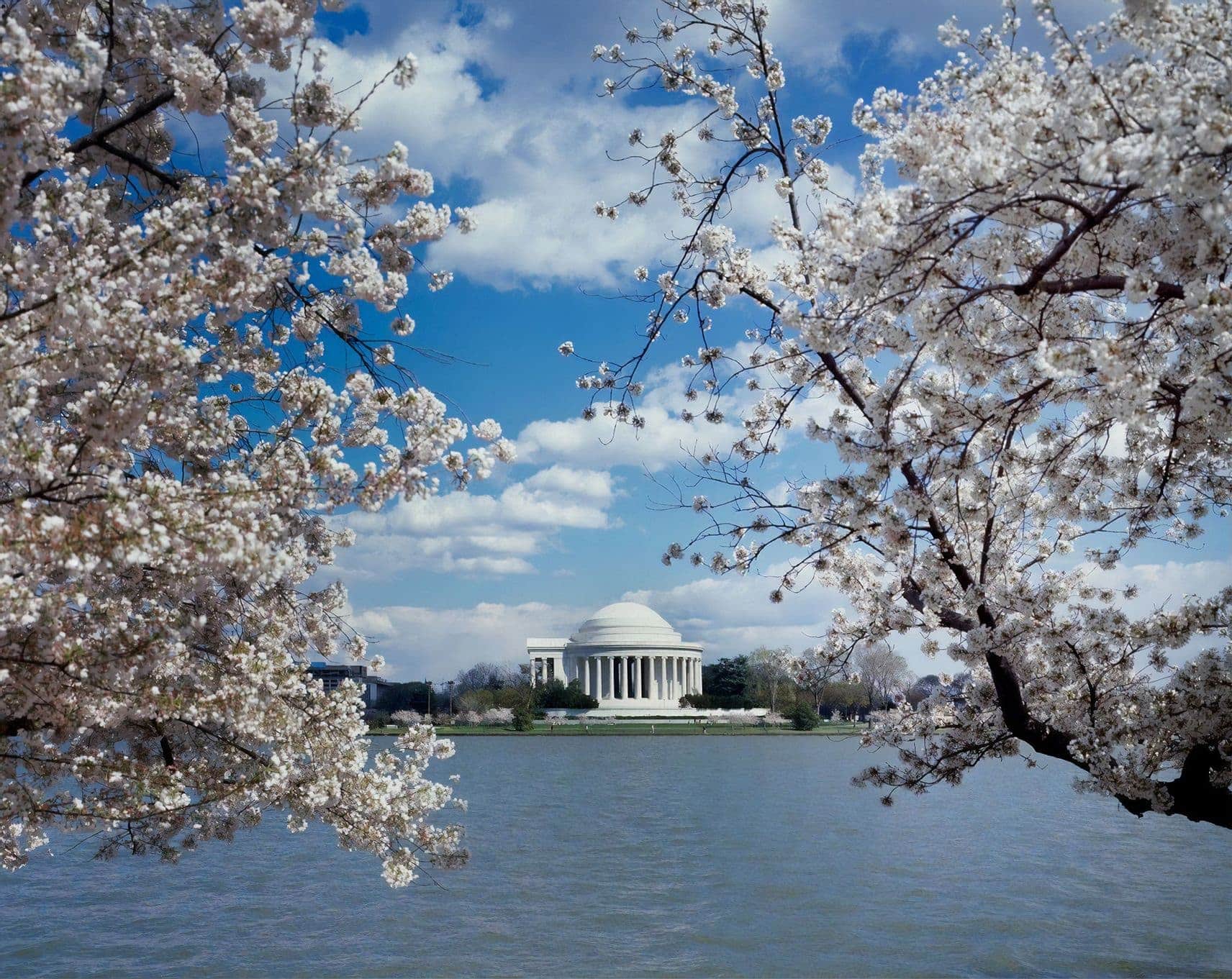 Viaje a Washington DC para celebrar el Cherry Blossom Festival